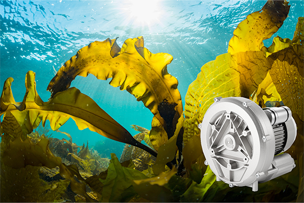 Read more about the article Case Study: A sustainable aquaculture solution.