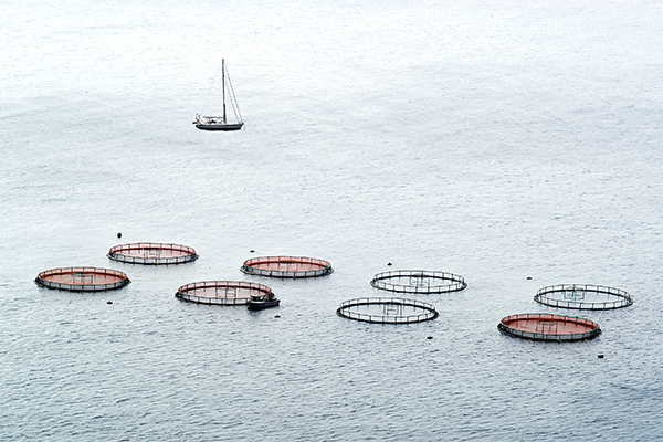 Read more about the article Aquaculture Solutions: How Low-Maintenance Equipment Can Benefit in Remote Areas.