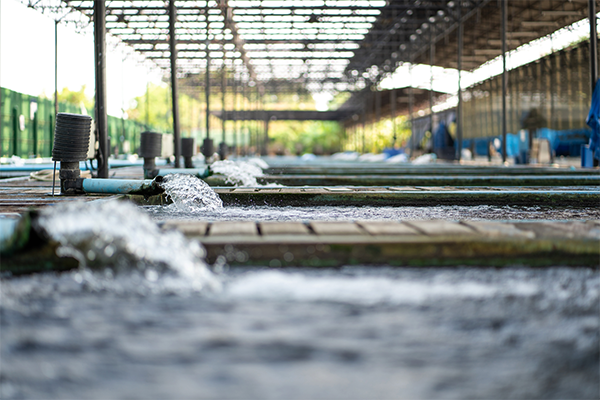 Read more about the article Reliability: The Driving Force Behind a Healthy Aquaculture Industry.
