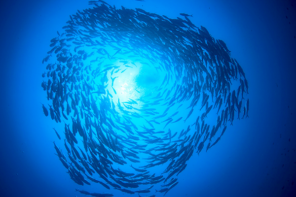 Read more about the article The Long Game – Working Towards a Common Aquaculture Strategy.